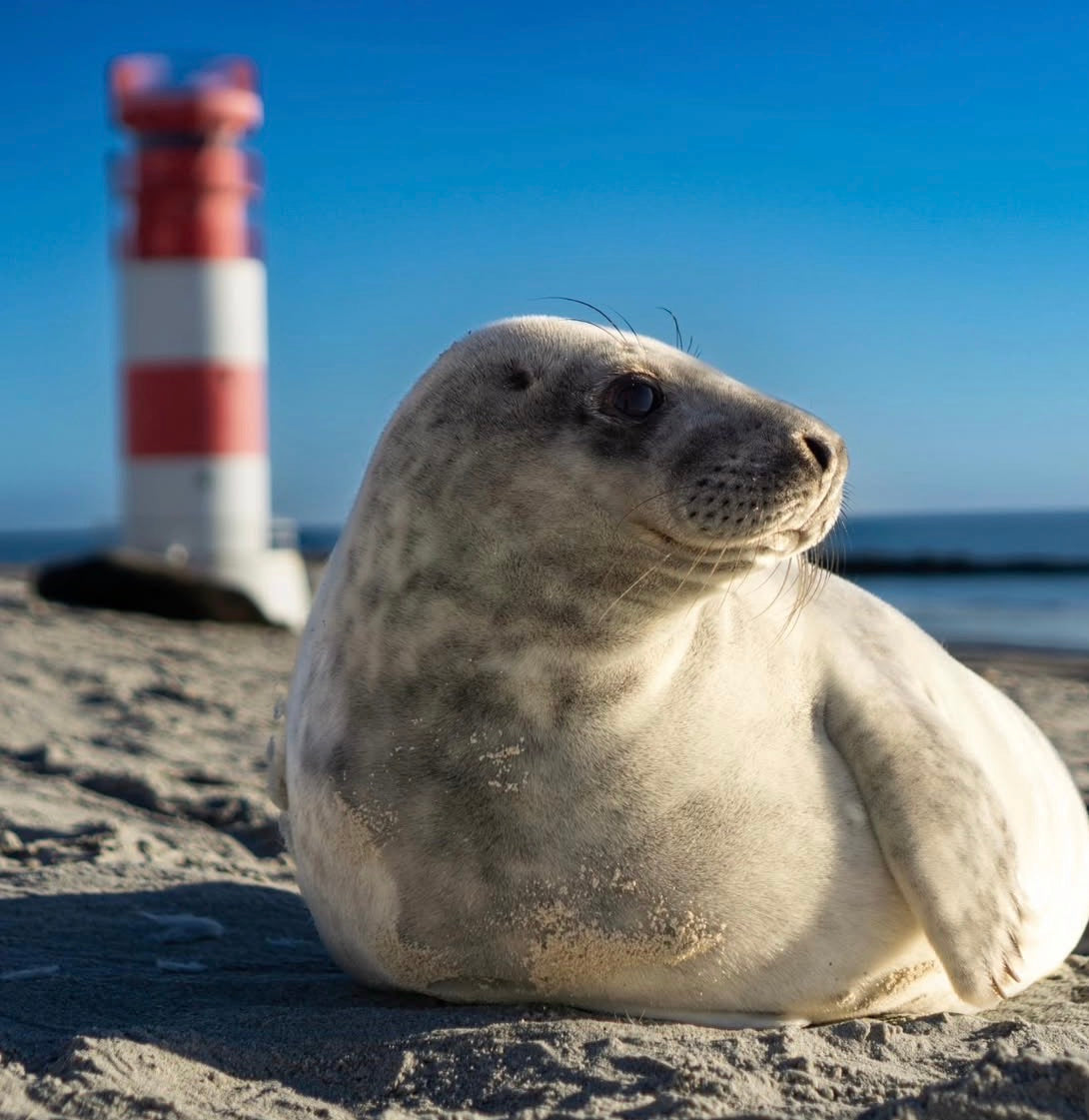 Ladies Reisen 29.8.26-05.09.26 Hamburg - Helgoland - SPO - Hamburg